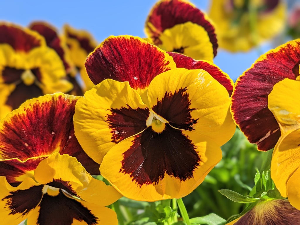 写真素材『黄色いパンジー』フルHD・4K対応