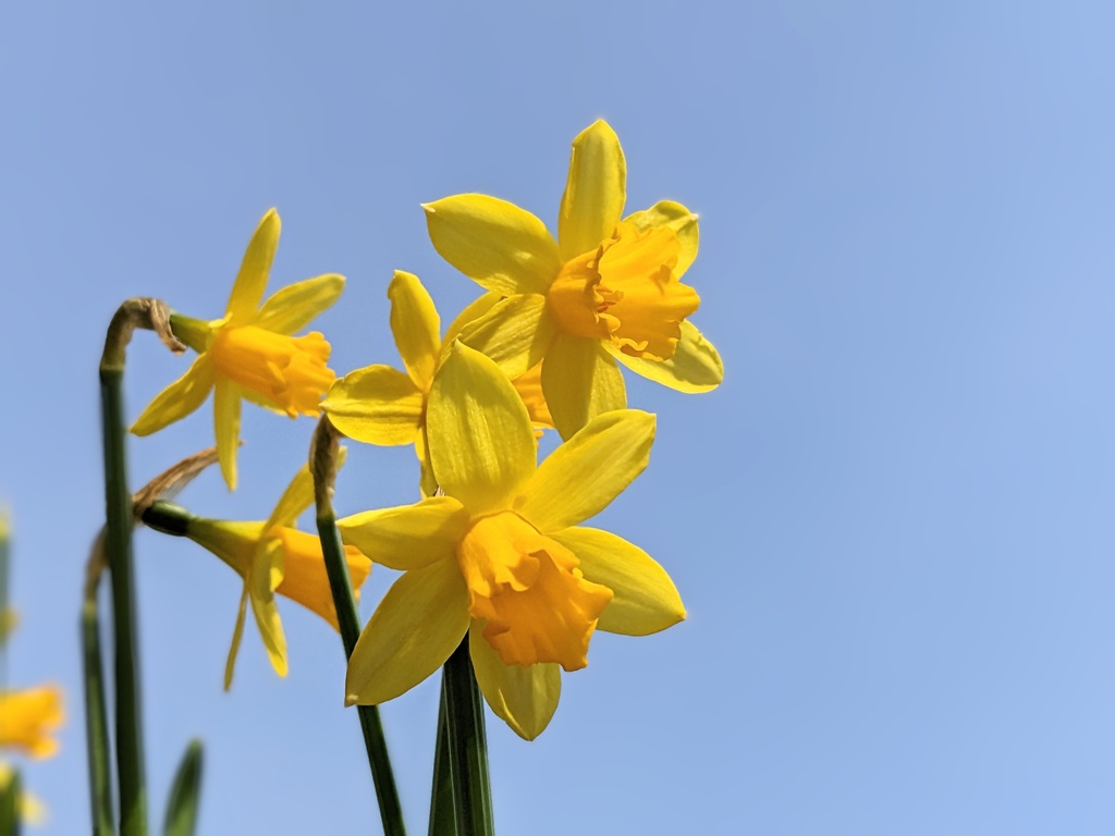 写真素材『空と黄色いスイセン』フルHD・4K