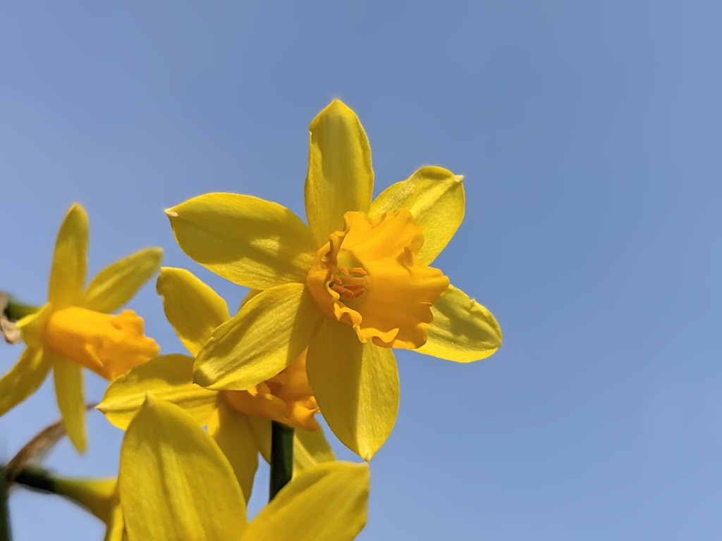 写真素材『空と黄色いスイセン2』フルHD・4K対応