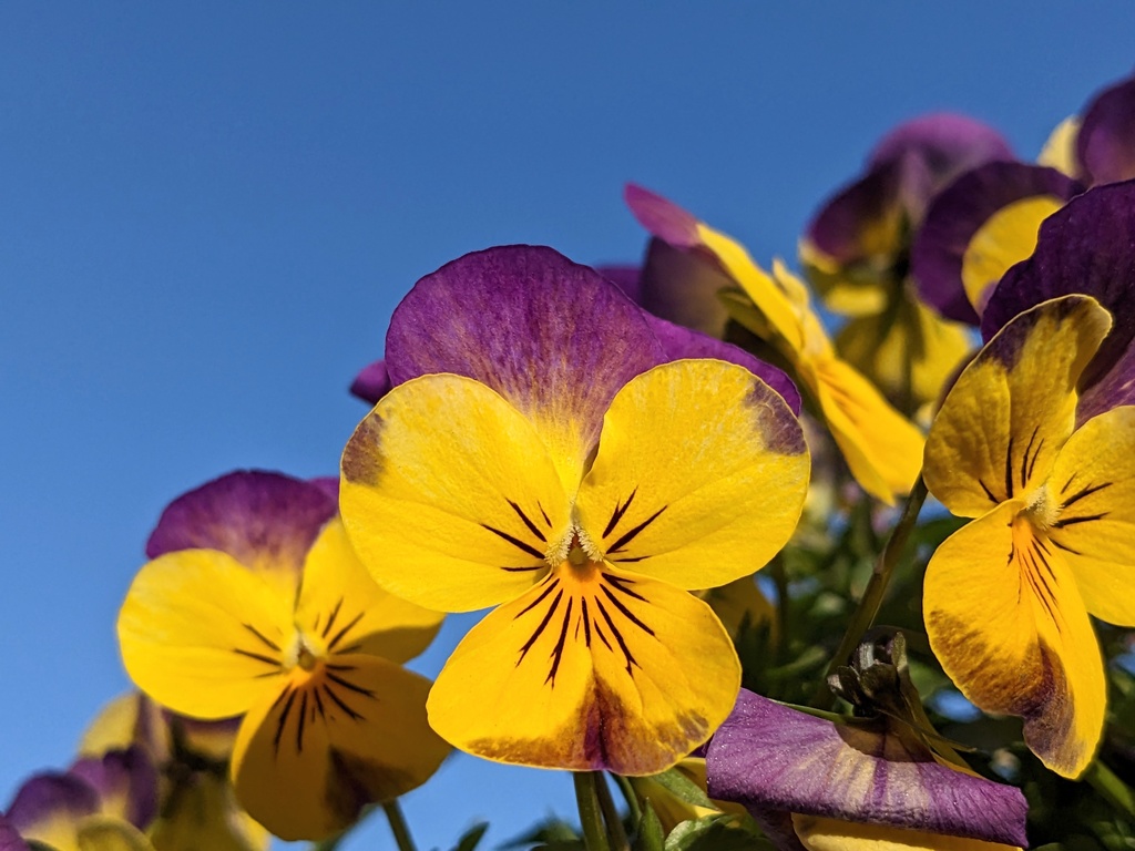 写真素材『空と紫と黄色いビオラ』フルHD・4K対応