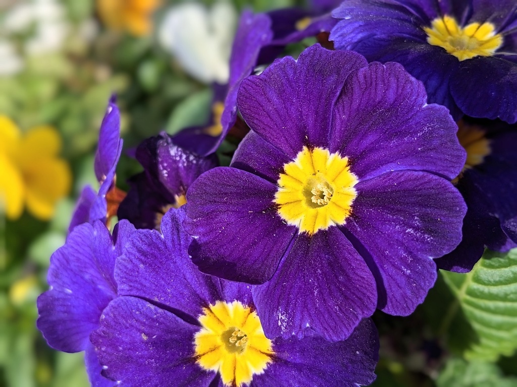 写真素材『紫のプリムラ』フルHD・4K対応