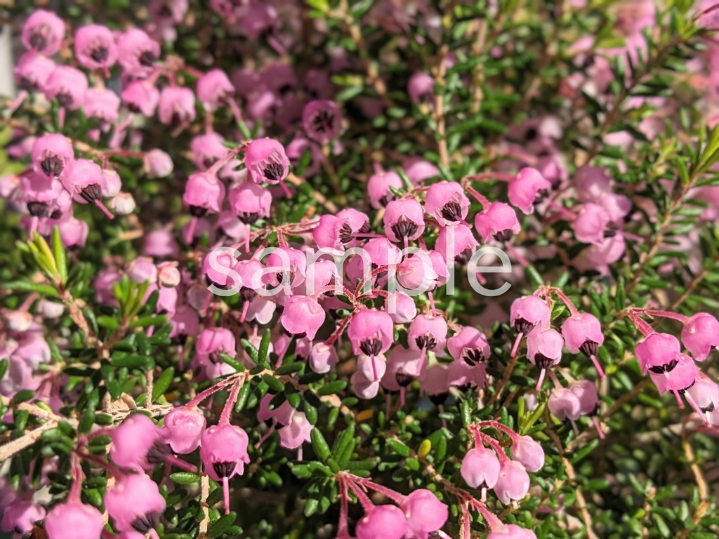 写真素材『ジャノメエリカ2』