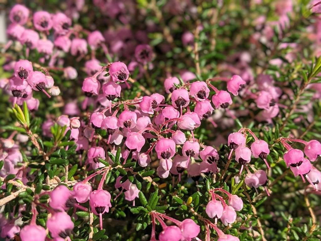 写真素材『ジャノメエリカ2』フルHD・4K対応