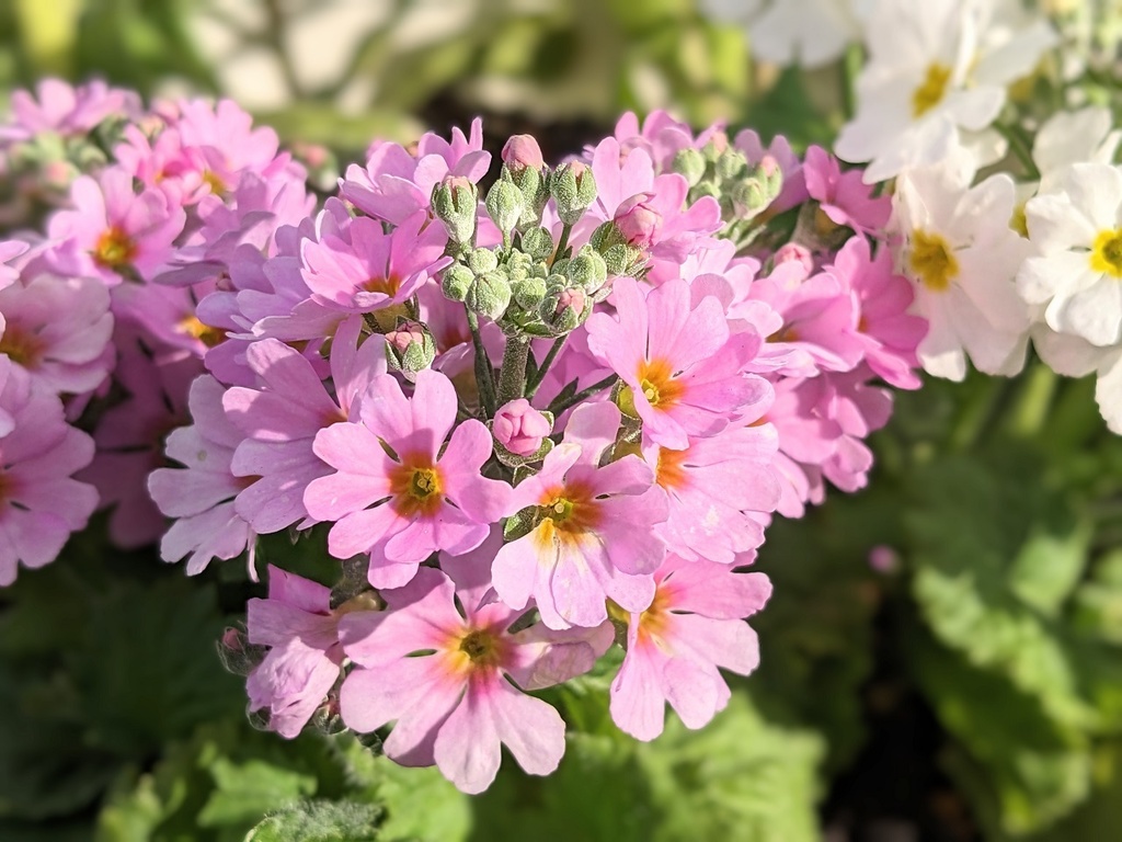 写真素材『ピンクのプリムラ2』フルHD・4K対応