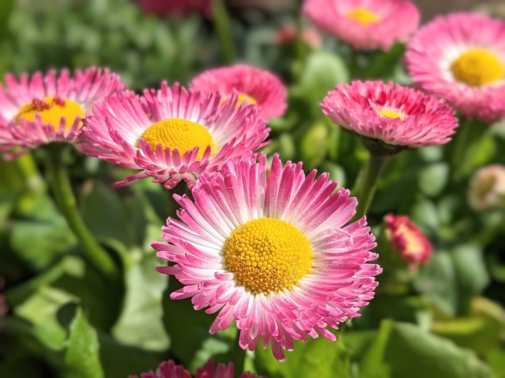 写真素材『ピンクのデイジー3』フルHD・4K対応