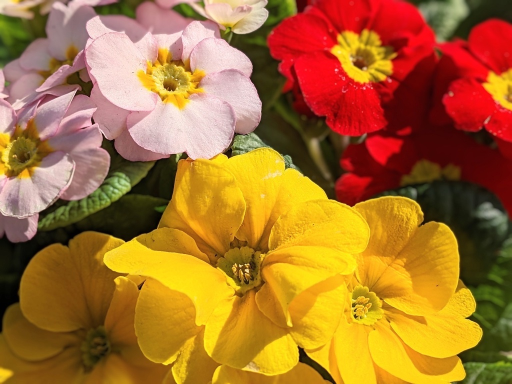 写真素材『プリムラ』フルHD・4K対応