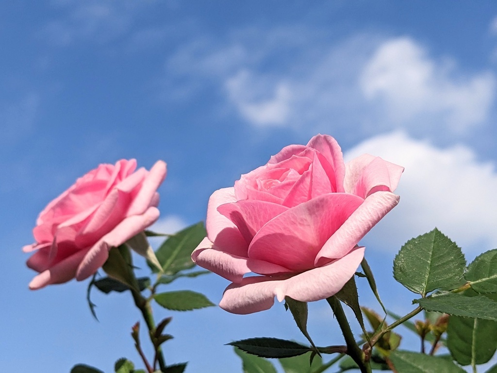 写真素材『空とピンクのミニバラ』フルHD・4K対応