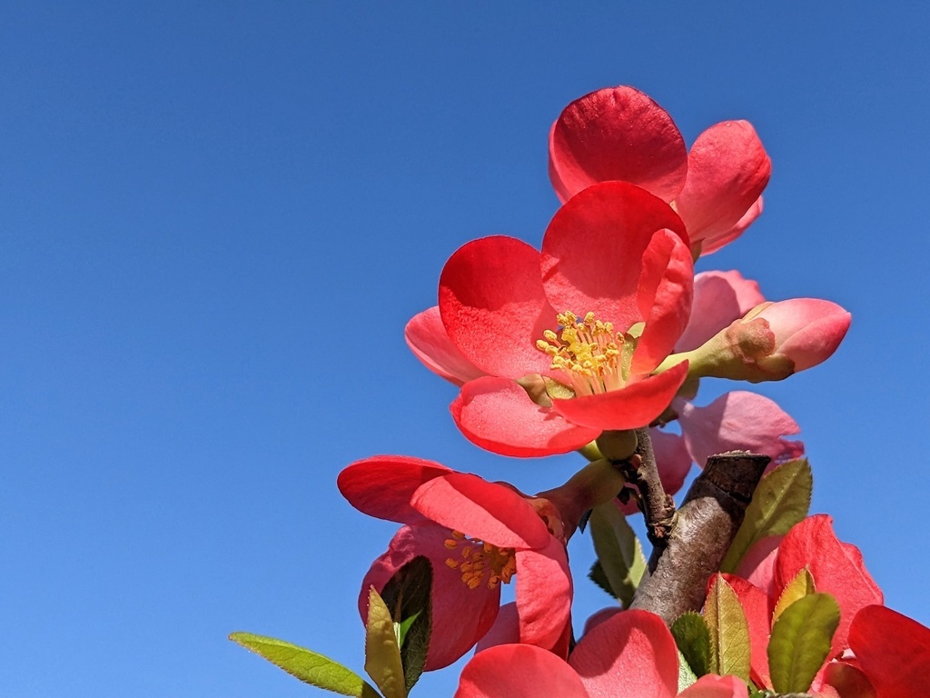 写真素材『空と赤いボケ』フルHD・4K対応