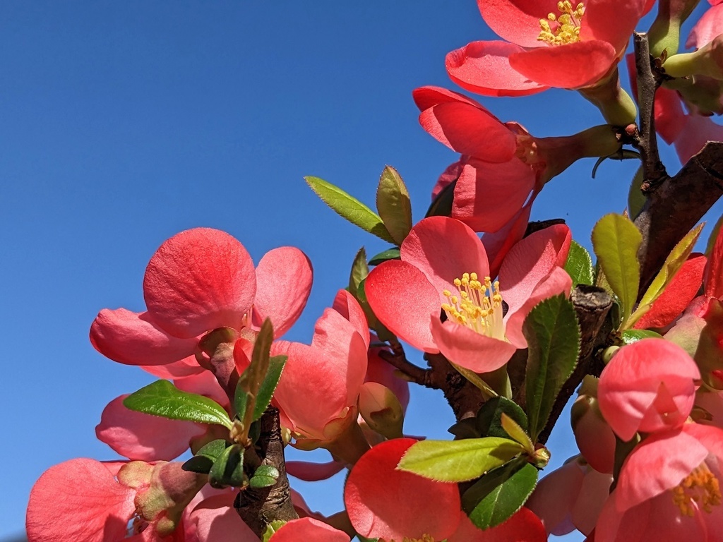 写真素材『空と赤いボケ2』フルHD・4K