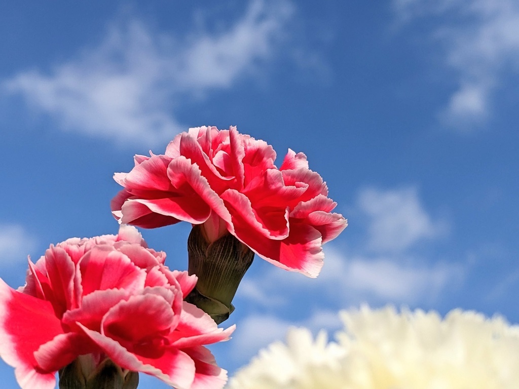 写真素材『空と濃いピンクのカーネーション』フルHD・4K