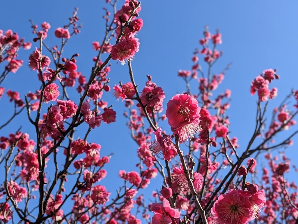写真素材『空と濃いピンクの梅』フルHD・4K