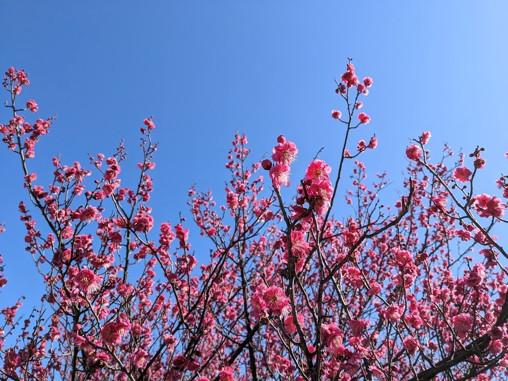 写真素材『空と濃いピンクの梅2』フルHD・4K