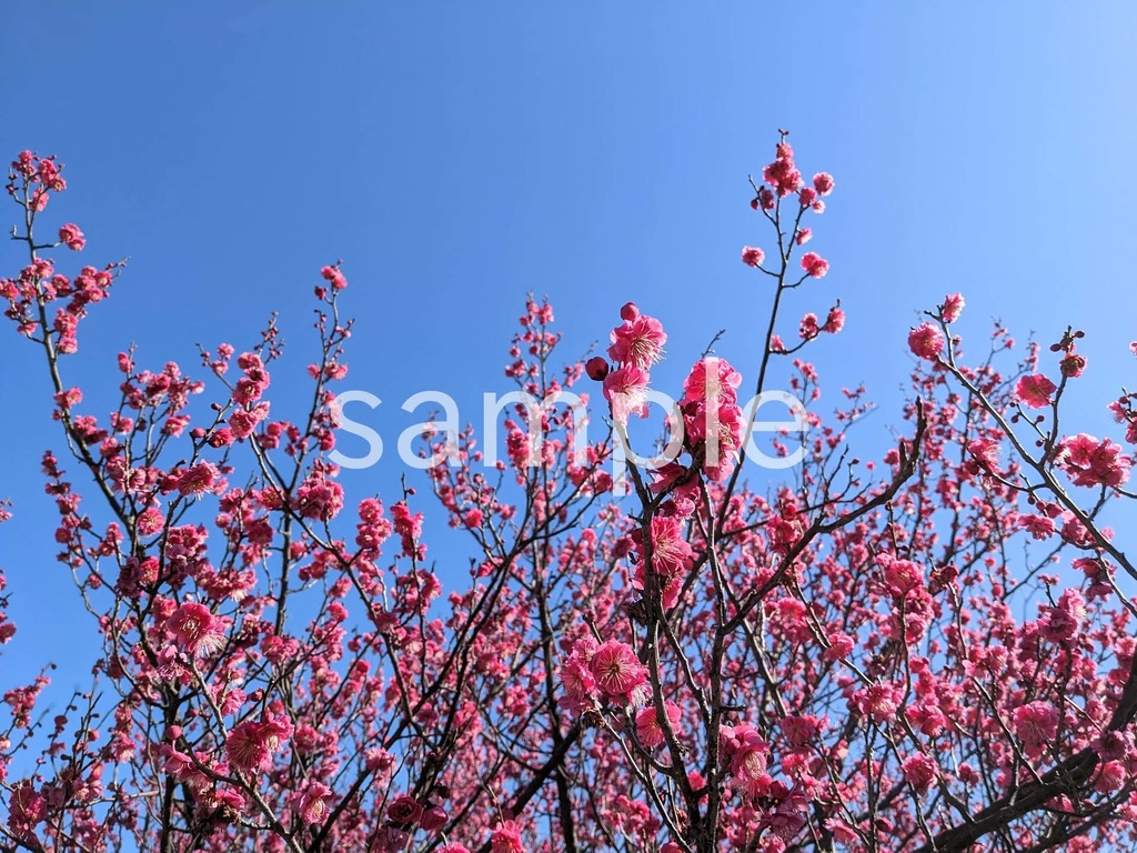 写真素材『空と濃いピンクの梅2』