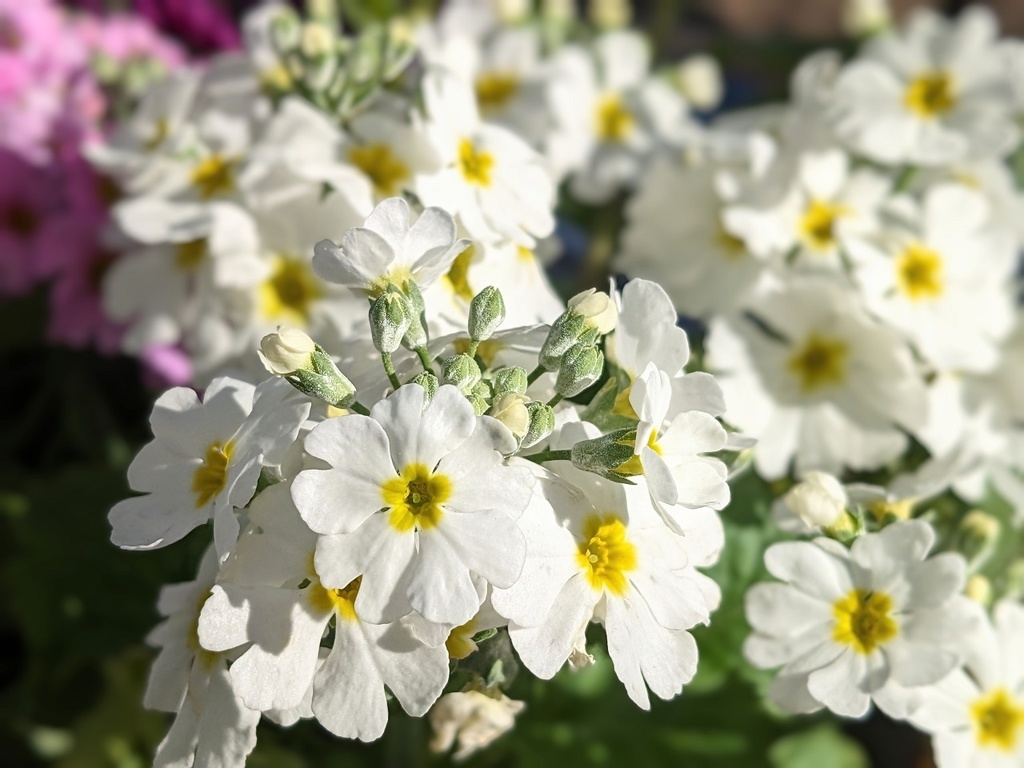 写真素材『白いサクラソウ』フルHD・4K対応