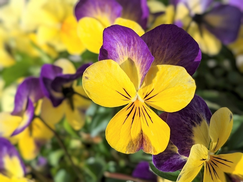 写真素材『紫と黄色いビオラ』フルHD・4K対応