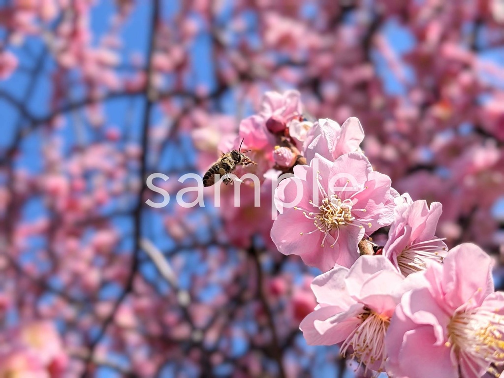 写真素材『ミツバチとピンクの梅』