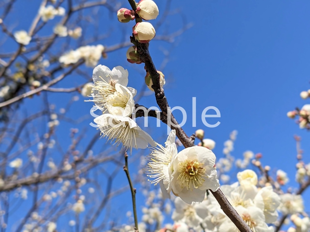 写真素材『空と白い梅』