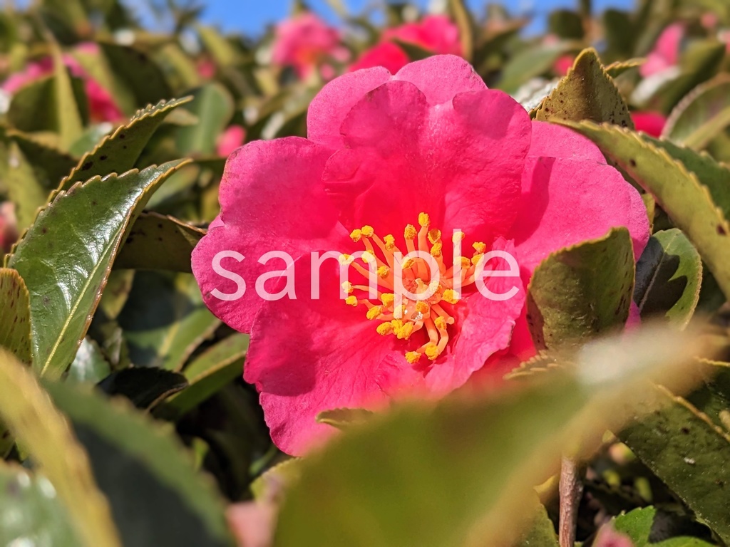 写真素材『ピンクのサザンカ2』