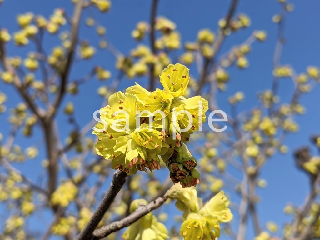 写真素材『トサミズキ2』