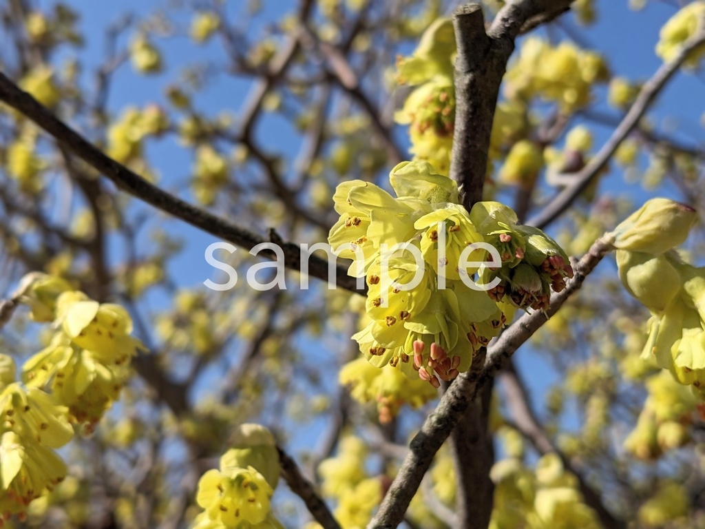 写真素材『トサミズキ3』