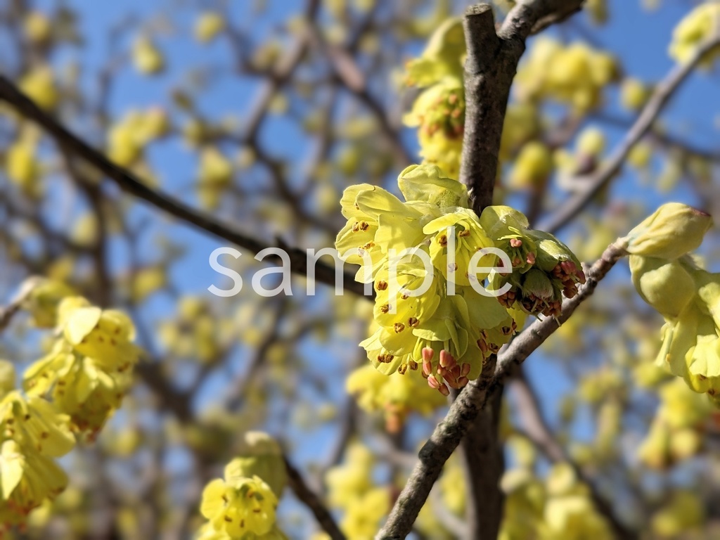 写真素材『トサミズキ3』