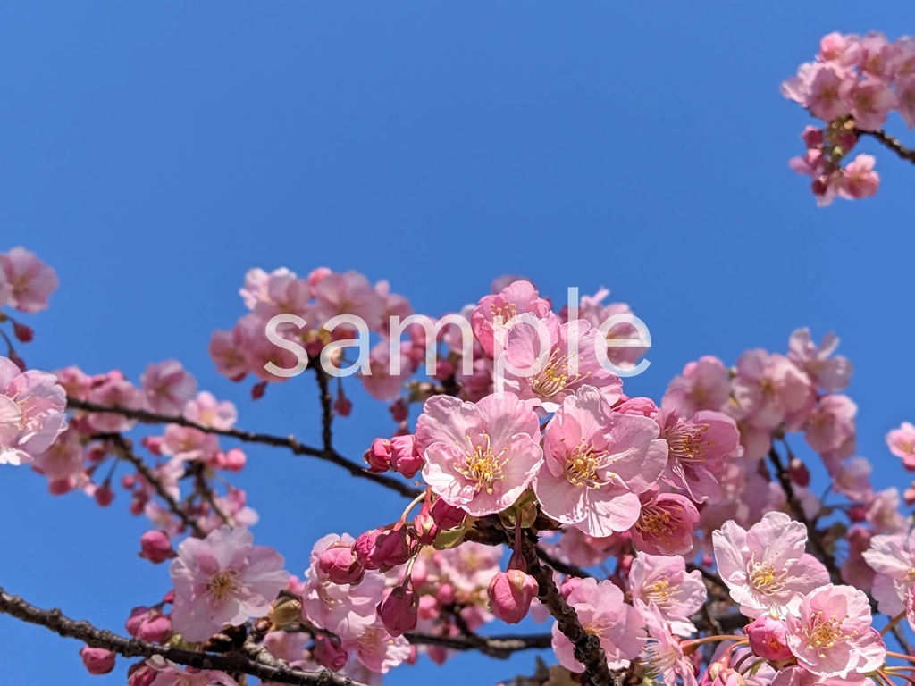 写真素材『空と河津桜』