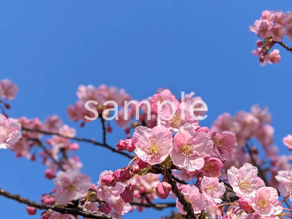 写真素材『空と河津桜』
