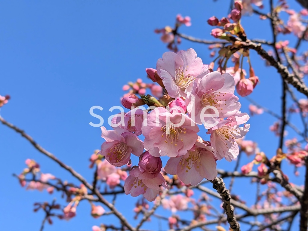 写真素材『空と河津桜2』