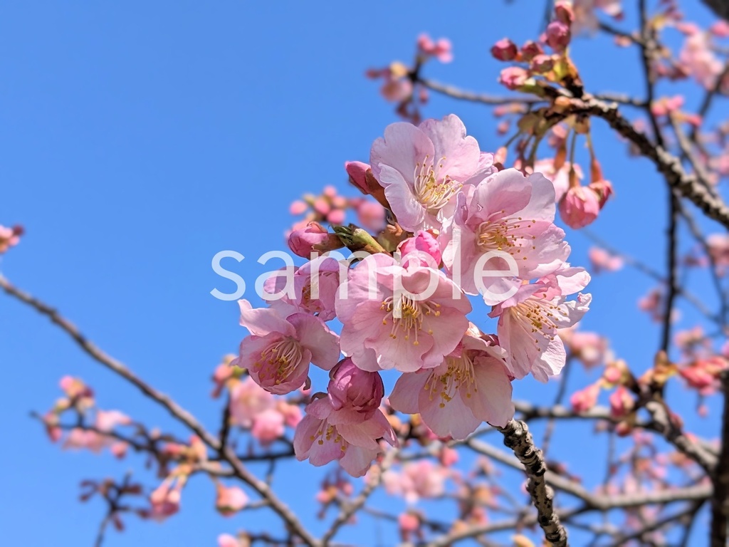 写真素材『空と河津桜2』