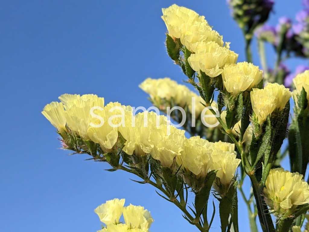 写真素材『空と黄色いスターチス』