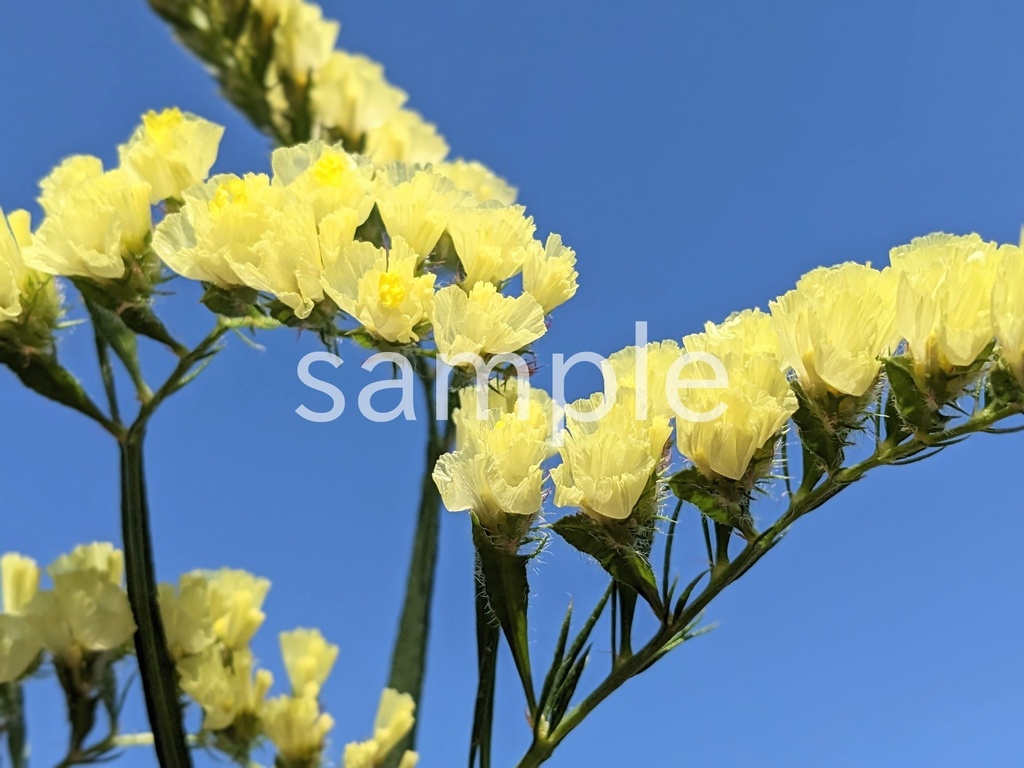 写真素材『空と黄色いスターチス2』