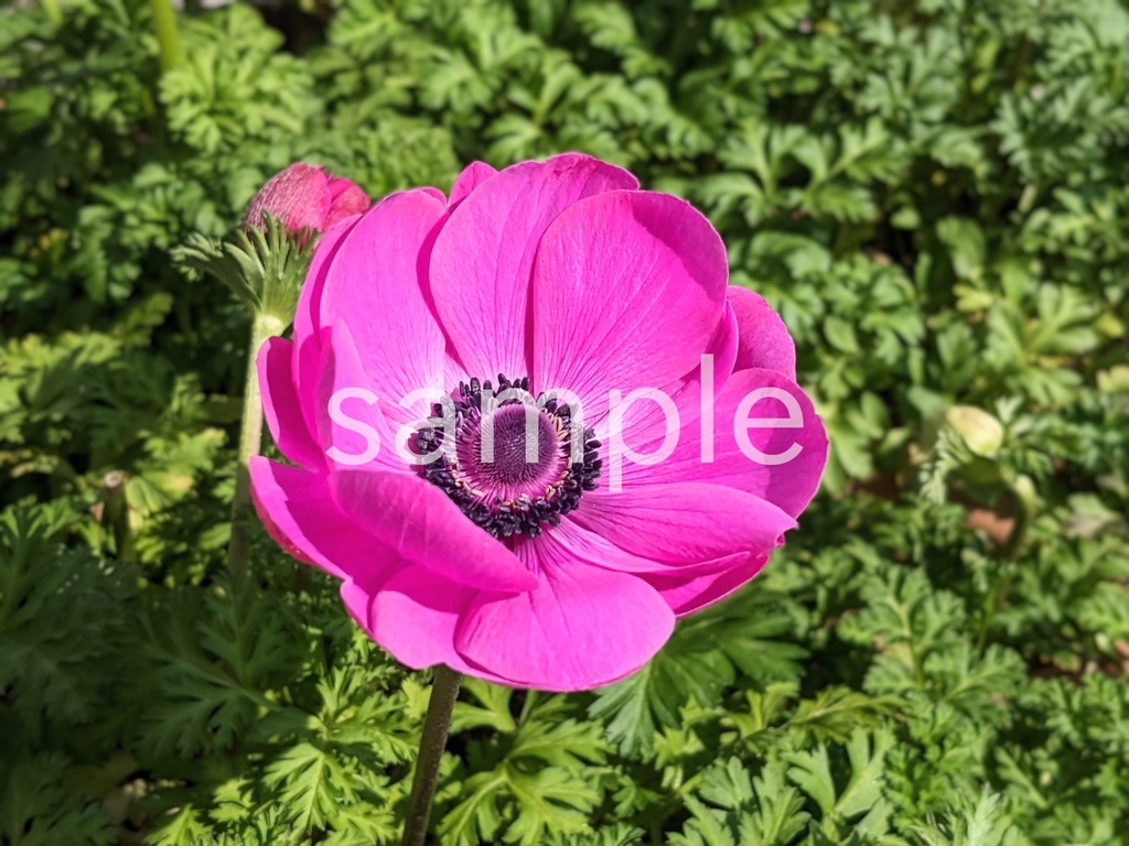 写真素材『濃いピンクのアネモネ』