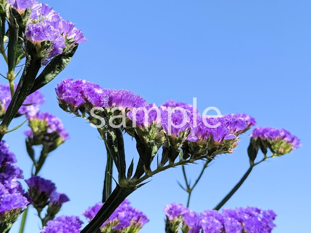 写真素材『空と紫のスターチス2』