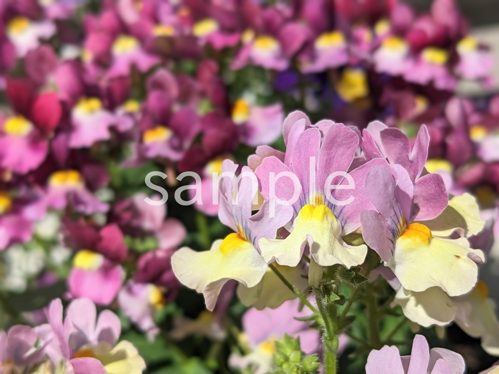 写真素材『薄紫のネメシア』