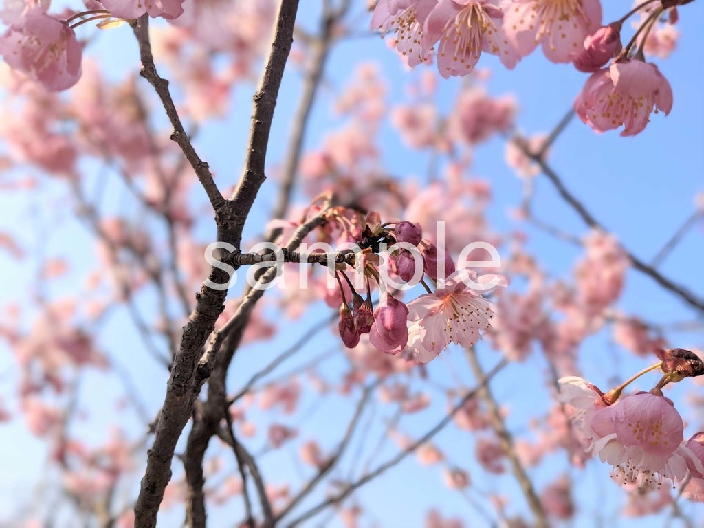 写真素材『桜の蕾』