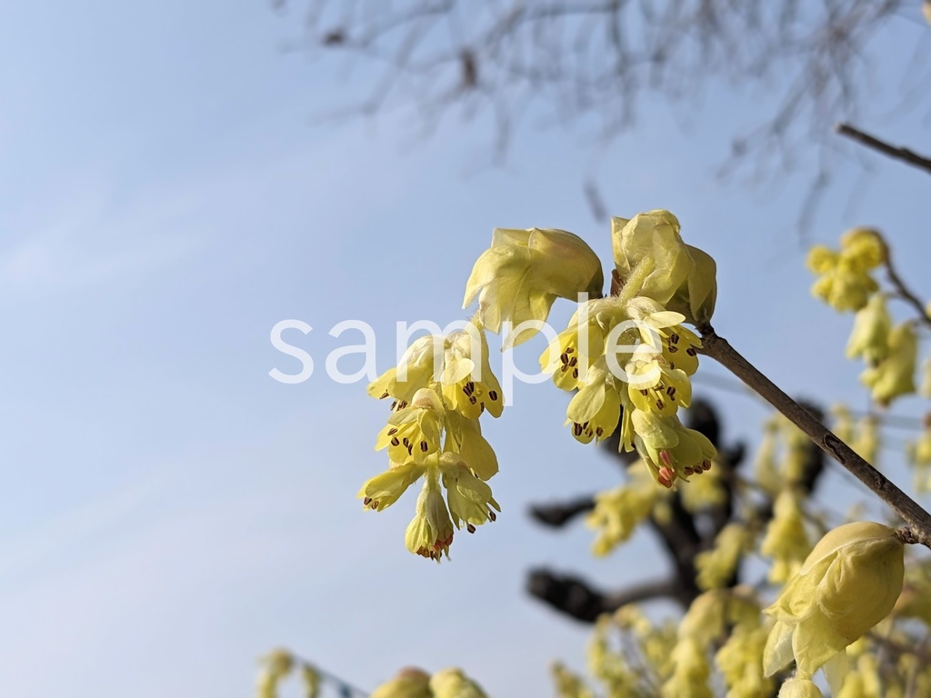 写真素材『トサミズキ5』