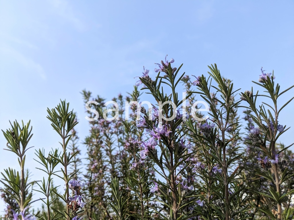 写真素材『空とローズマリー2』