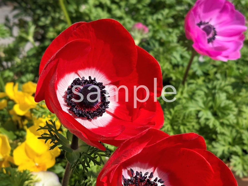 写真素材『赤いアネモネ』