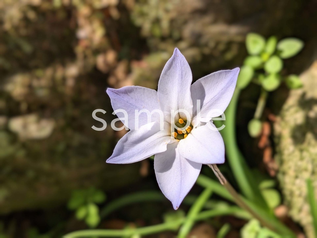 写真素材『白いハナニラ』