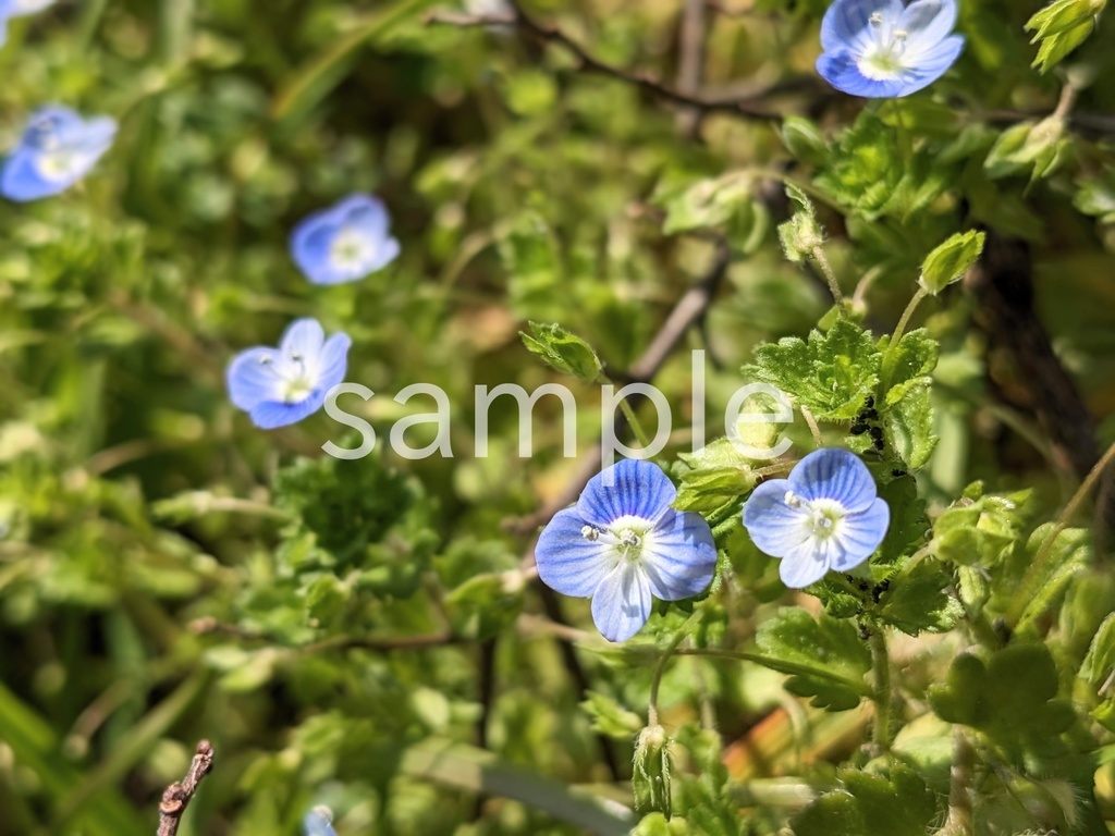 写真素材『オオイヌノフグリ2』