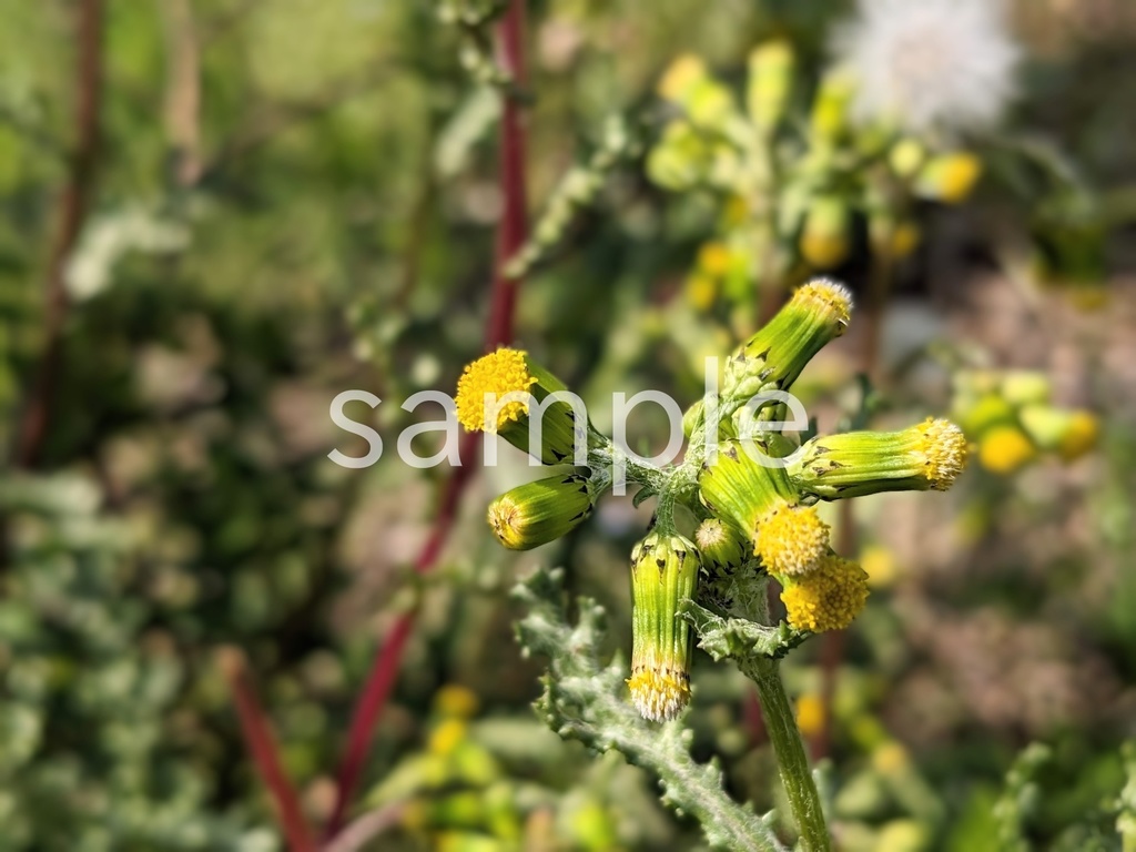 写真素材『ノボロギク』