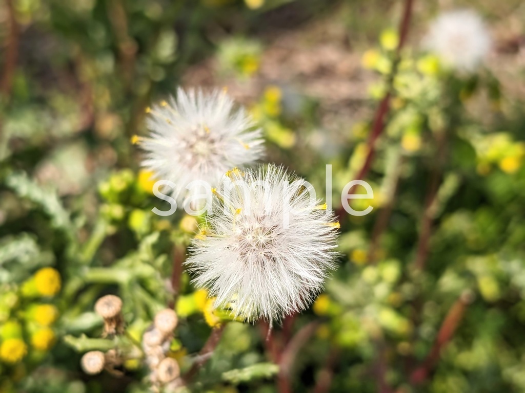 写真素材『ノボロギクの綿毛』