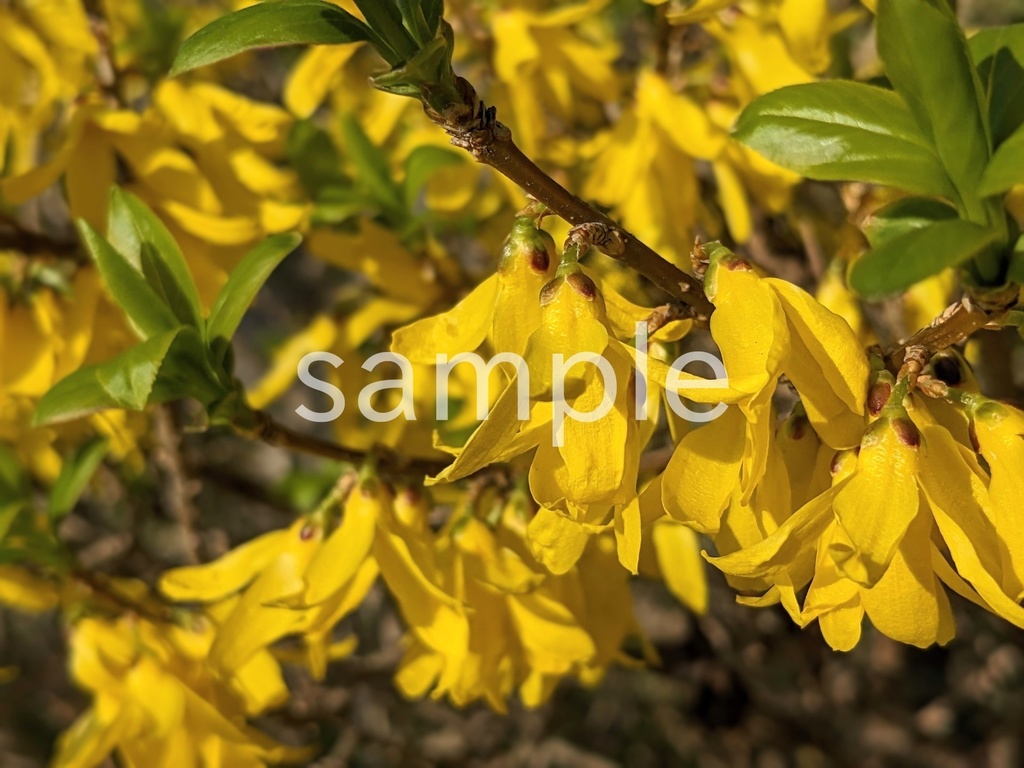 写真素材『レンギョウ』