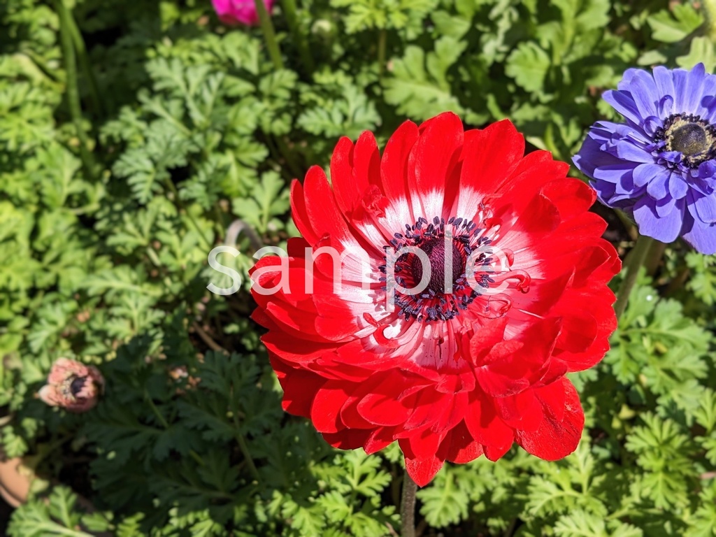 写真素材『赤い八重咲きアネモネ』