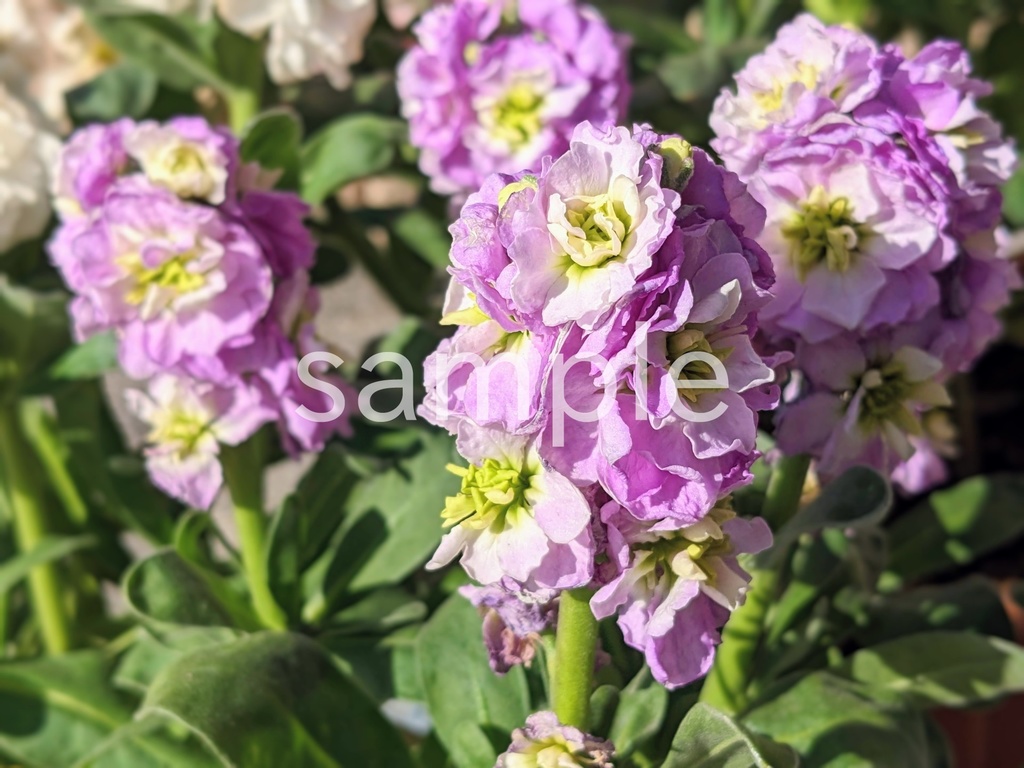 写真素材『薄紫のストック』