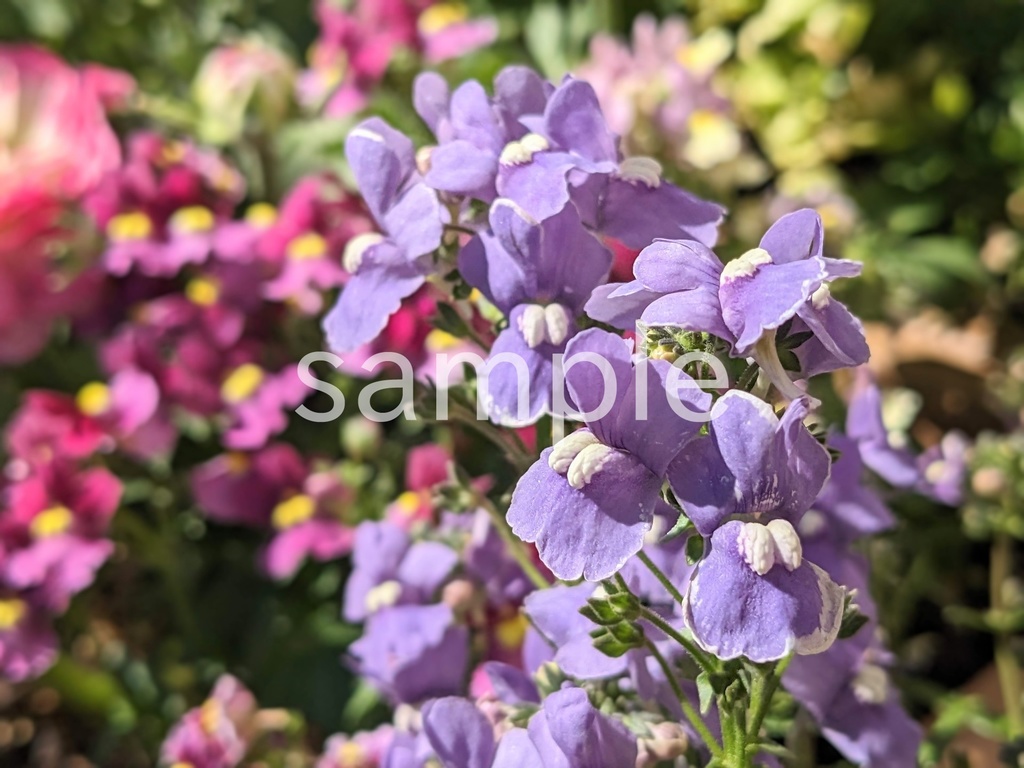 写真素材『紫のネメシア3』