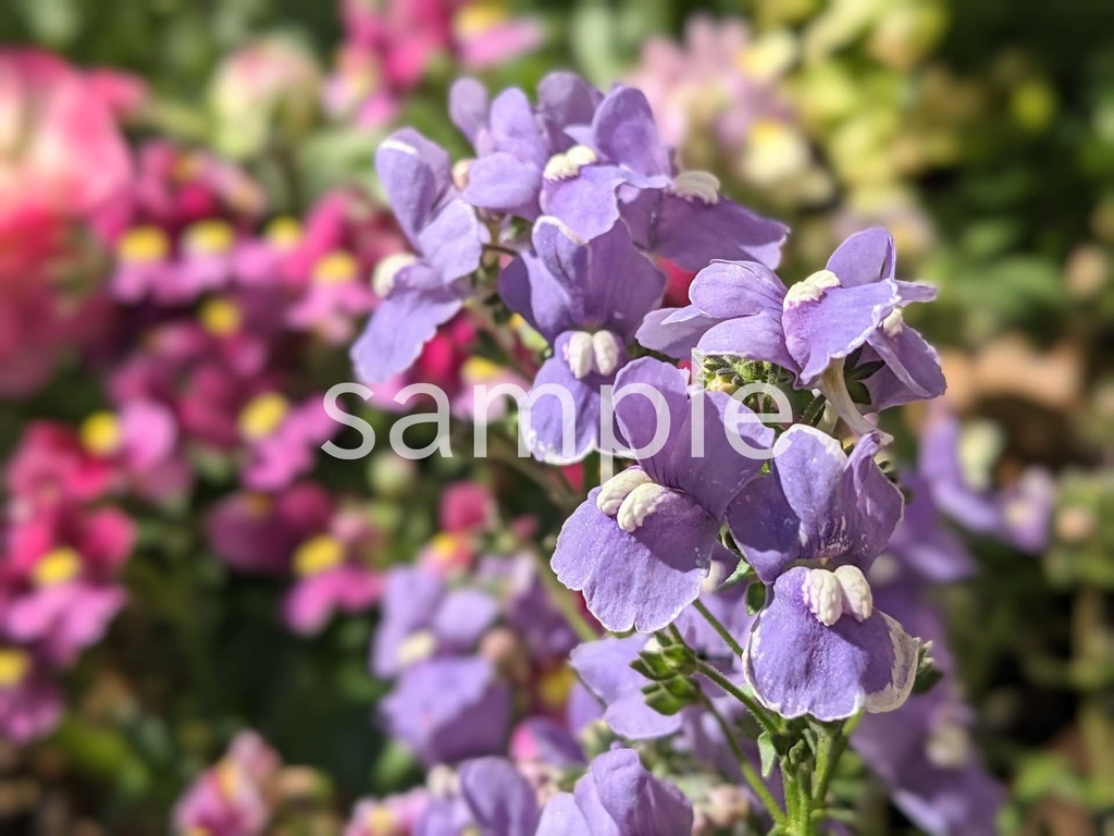 写真素材『紫のネメシア3』