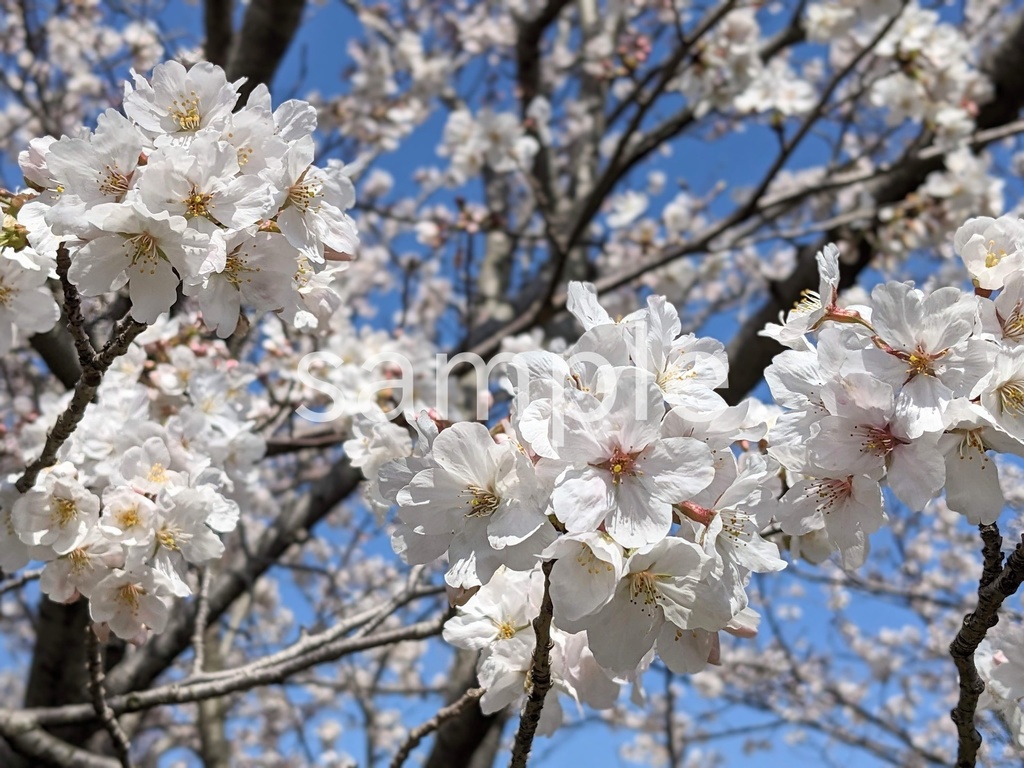写真素材『桜5』