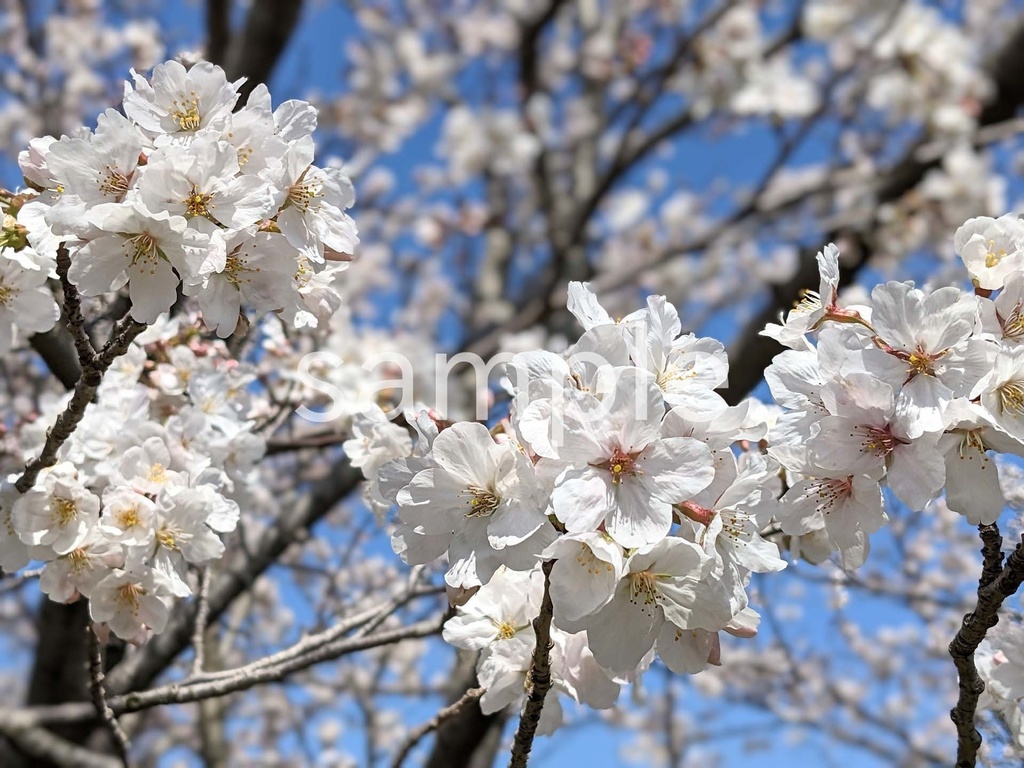 写真素材『桜5』