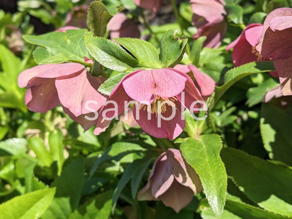 写真素材『紫のクリスマスローズ2』